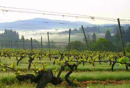 Premium Oregon Vineyard, Winery, and Custom Home - Yamhill-Carlton AVA, Oregon - Wine Real Estate
