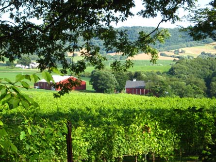 Winery and Vineyard Property Located in Designated AVA - Winery and Vineyard For Sale - Wine Real Estate
