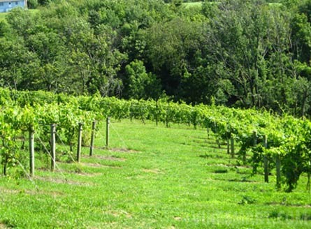 Winery and Vineyard Property Located in Designated AVA - Winery and Vineyard For Sale - Wine Real Estate