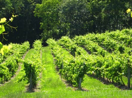 Winery and Vineyard Property Located in Designated AVA - Winery and Vineyard For Sale - Wine Real Estate"
