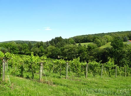 Winery and Vineyard Property Located in Designated AVA - Winery and Vineyard For Sale - Wine Real Estate