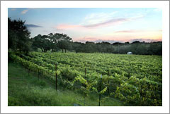 Wimberley, Tx - Vineyard For Sale - Hill Country - Wine Real Estate