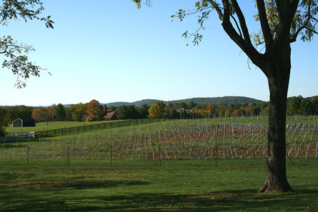 Virginia Winery, Vineyard, and Home For Sale - Wine Real Estate - 7000 Cases Annually