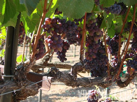 VineSmart -  San Luis Obispo - Edna Valley Vineyard Estate For Sale - Wine Real Estate